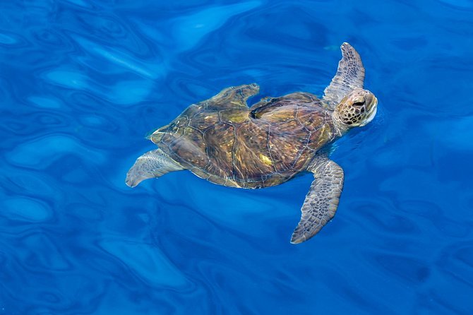 3 Hours All Inclusive Whale and Dolphin Whatching Yacht Trip - Swimming, snorkeling, and paddle board: choose your own level