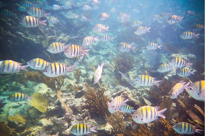 4H 42' Azimut Yacht All-Inclusive from Tulum & Playa del Carmen. - The reef stop: snorkeling with sea turtles and calm water