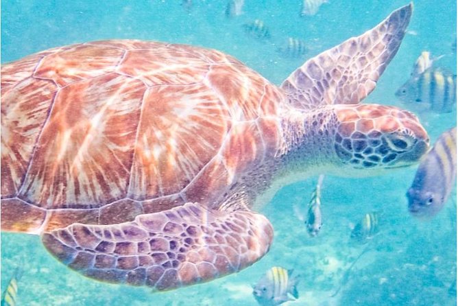 5H 42' Azimut Yacht All-Inclusive from Tulum & Playa del Carmen. - Stop 1 at In-Ha: calm water snorkeling and the sea turtle factor