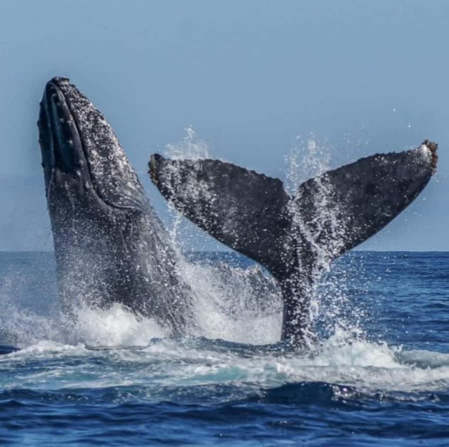 Cabo: Private Yacht Tour, Water Activities, Lunch & Drinks - Onboard Lunch, Margaritas, and Music That Fits Your Moment