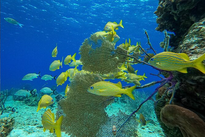 Cozumel Private Yacht and Snorkel with Lunch and Open Bar Onboard - Getting From Cancun or Riviera Maya: The Pickup Reality Check