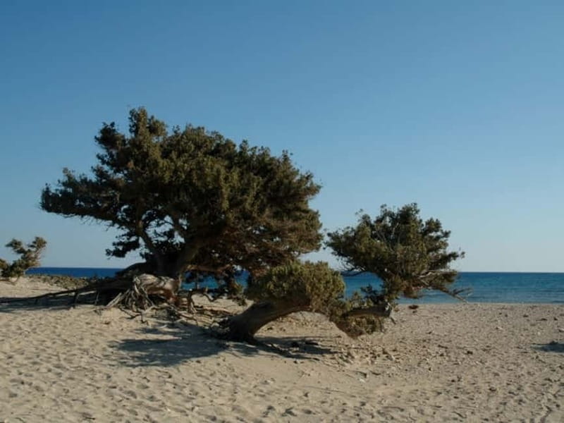 Crete: Chrissi Island Yacht Cruise with Lunch & Snorkeling - Should you book Chrissi Island by yacht?