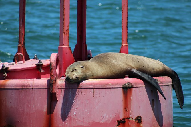 Daytime Sailing Along San Diego's Skyline - Wildlife and naval sightings: how to actually spot them