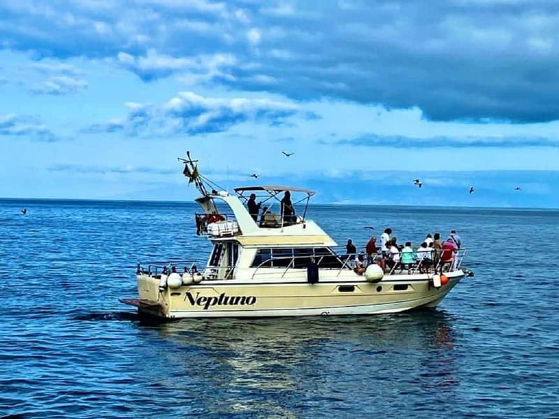 Discover whales in Tenerife: exclusive yacht tour with swim and lunch - From Pier Zone B Check-In to 1.5 Hours of Open-Water Watching