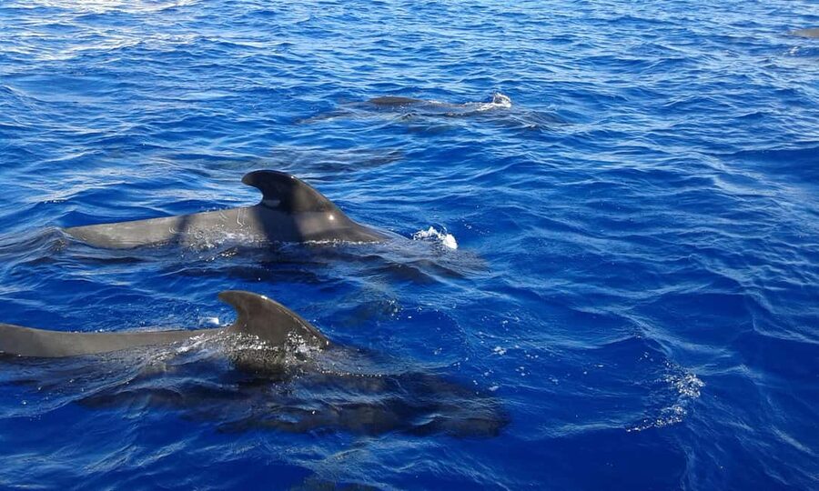 Discover whales in Tenerife: exclusive yacht tour with swim and lunch - Lunch on the Yacht: What You Eat and Why Timing Matters
