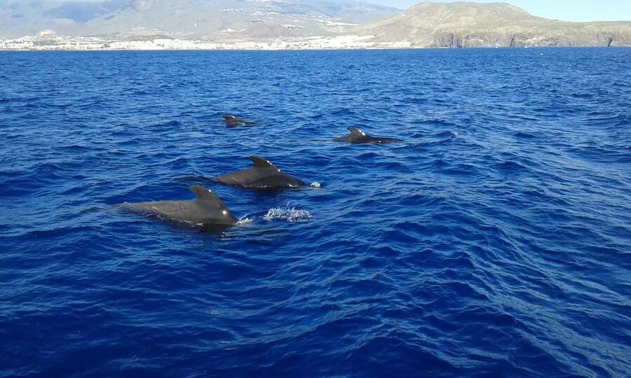 Discover whales in Tenerife: exclusive yacht tour with swim and lunch - The Onboard Comfort Details That Make the Trip Feel Easier