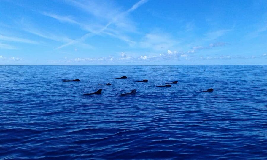 Discover whales in Tenerife: exclusive yacht tour with swim and lunch - Price and Value: Why $68 Works for What You Get