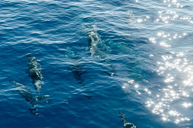 Exclusive Waikiki Yacht Snorkel with Lunch and Bevs - Crew and captain energy: attentive, hands-on, and smooth sailing