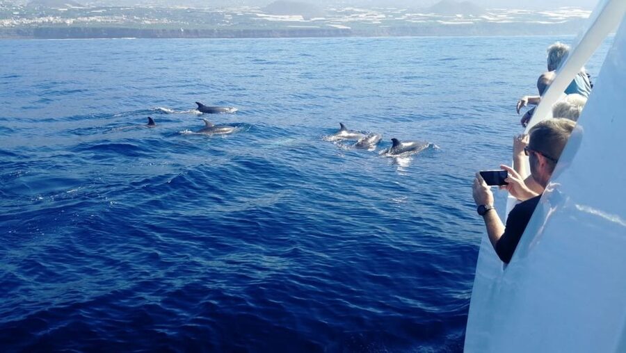 From Tazacorte: Discover the Northwest Coast by Speedy Yacht - Meeting at Puerto de Tazacorte and Getting Ready for 2 Hours