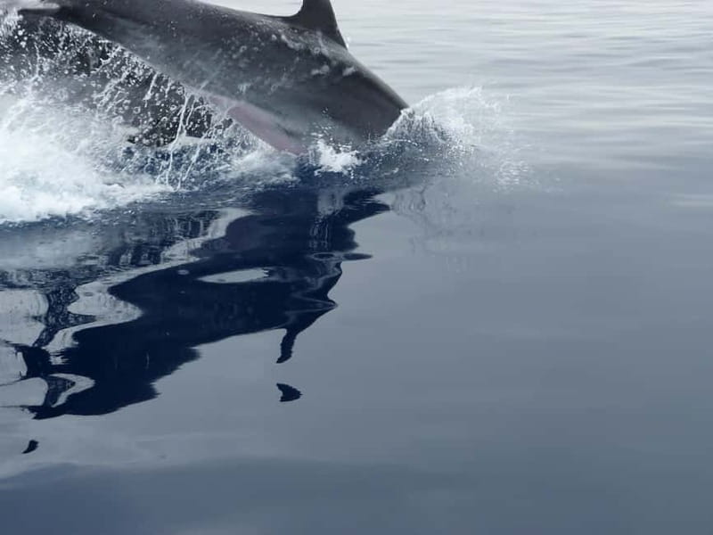Fuengirola : 2 hours LUXURY Yacht Dolphin Trip DRINKS SNACKS - WOW Nautic Meeting Point: Smooth Start, Staff With Real Names