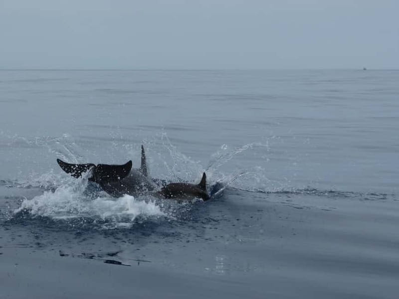 Fuengirola : 2 hours LUXURY Yacht Dolphin Trip DRINKS SNACKS - Dolphin Watching in the Real World: What to Expect (and How to Prep)