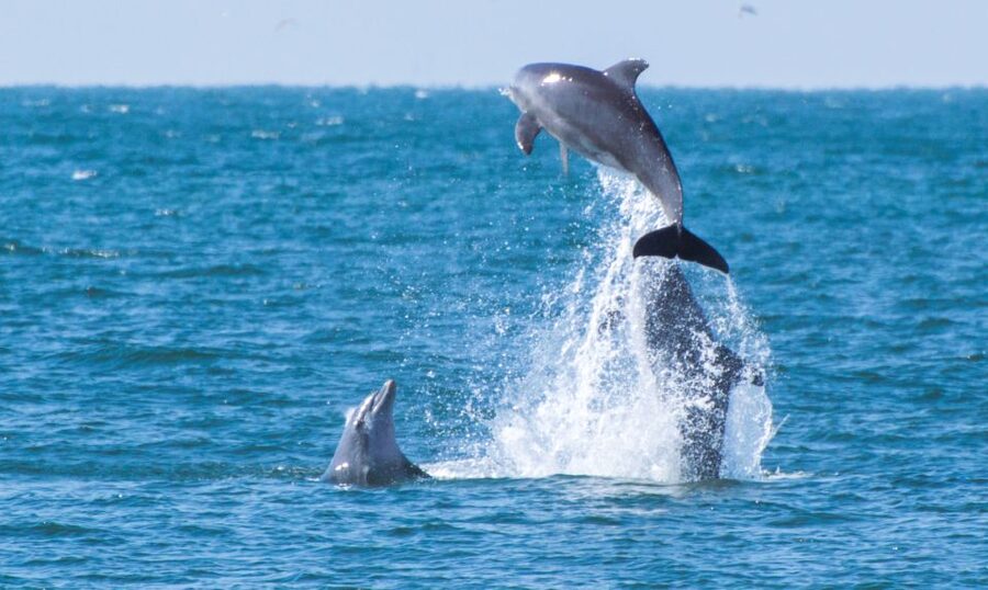 Fuengirola : 2 hours LUXURY Yacht Dolphin Trip DRINKS SNACKS - FAQ