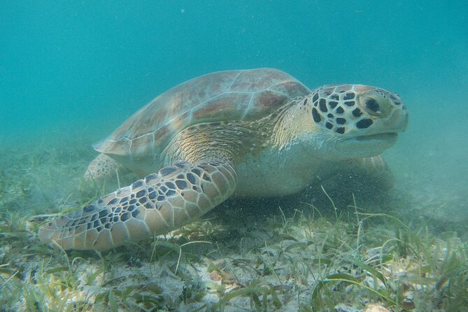 Full Day Private Charter, Snorkel St. John (12 guests, 55’ yacht) - Stop 1: Maho Bay for turtle snorkeling and beach time