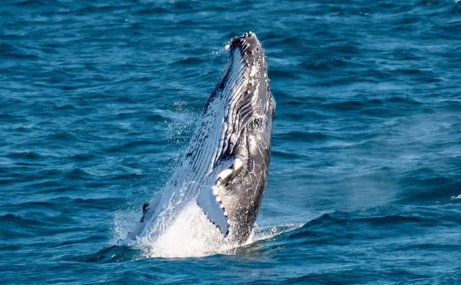 Gold Coast: Luxury Whale Watching Tour - Key Things I’d Pay Attention To