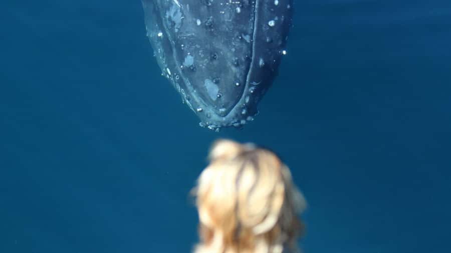 Gold Coast: Luxury Whale Watching Tour - Price and Value: $53 for a 34-Metre Luxury Experience