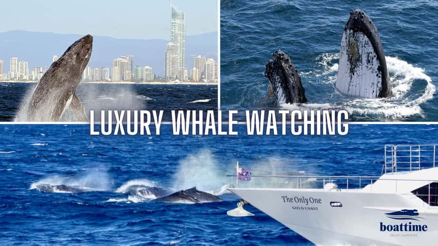 Gold Coast: Luxury Whale Watching Tour - Sun Goddess is the Real Reason This Whale Tour Feels Premium