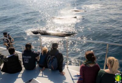 Gold Coast: Luxury Whale Watching Tour - Departure Windows: Why the Morning and Afternoon Sessions Matter