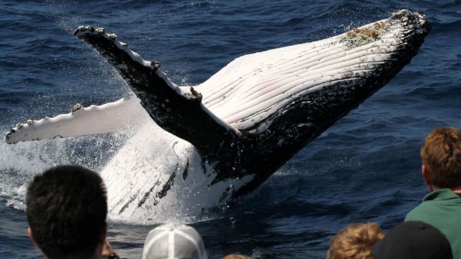 Gold Coast: Luxury Whale Watching Tour - Onboard Comfort: Rotating Decks, Bar Service, and Real Setup