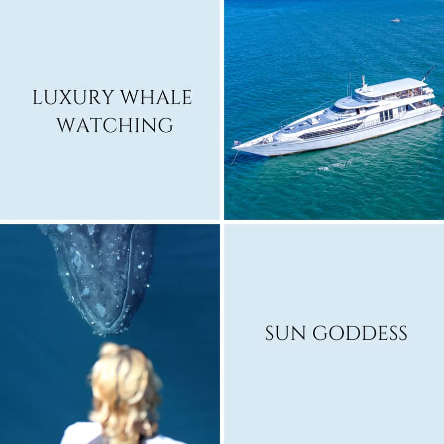 Gold Coast: Luxury Whale Watching Tour - Whale Watching Guarantee vs. Nature’s Mood: What You Can Expect