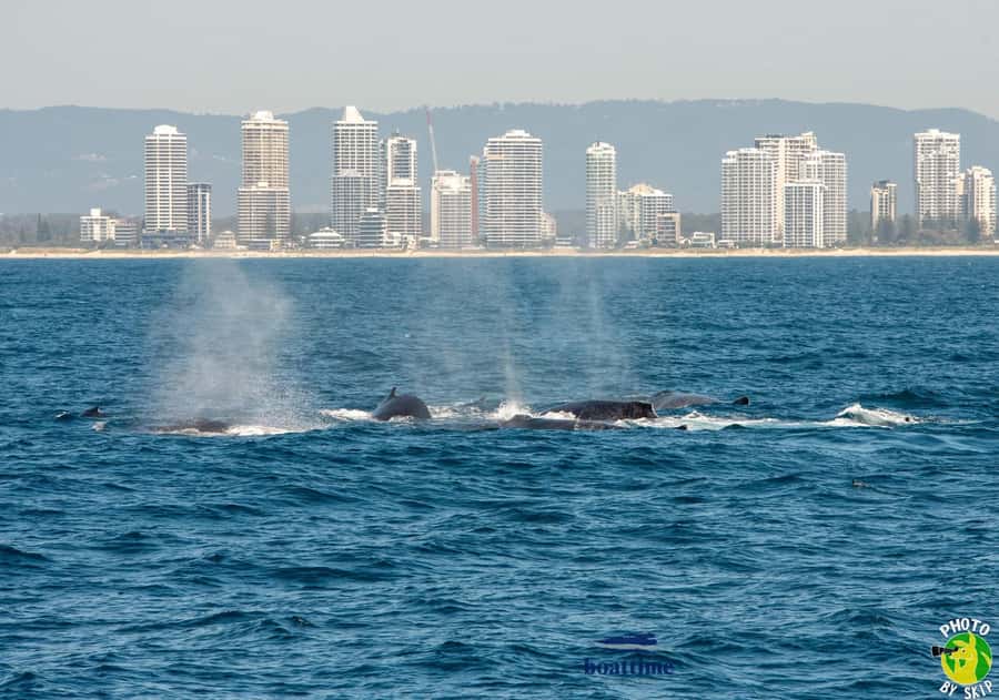 Gold Coast: Luxury Whale Watching Tour - Food, Water, and the Reality of What You Can Bring