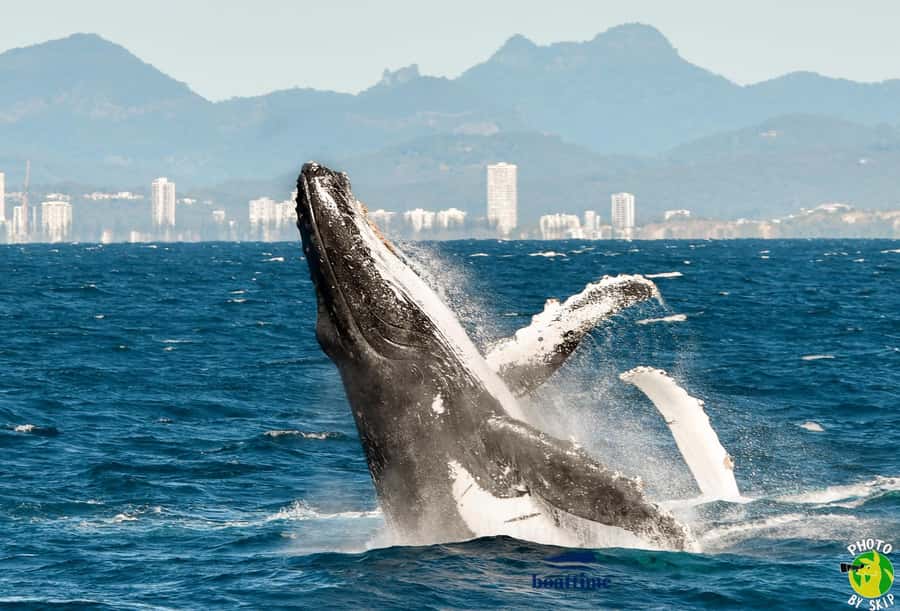 Gold Coast: Luxury Whale Watching Tour - What Makes the Humpback Viewing Feel Special