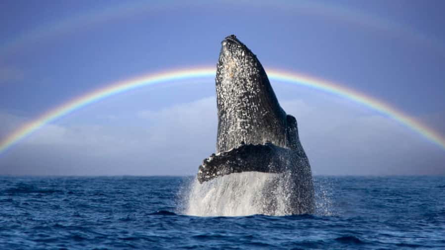 Gold Coast: Luxury Whale Watching Tour - Kids Under 3 Are Free: How Family-Friendly This Really Is