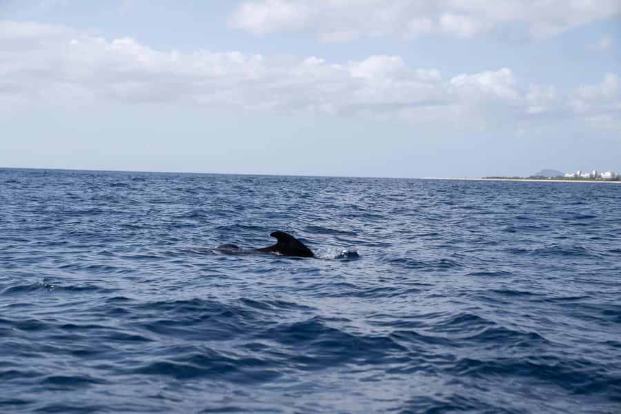 Half-Day Sailing Yacht Adventure in Sal Island - 3 hours - Key points worth knowing before you go