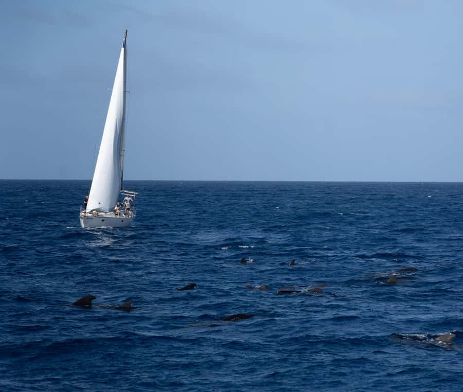 Half-Day Sailing Yacht Adventure in Sal Island - 3 hours - Pickup and departure: Santa Maria pier issues and two meeting points
