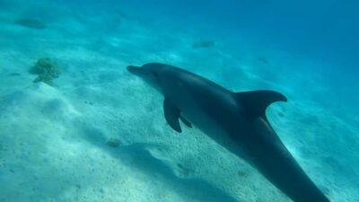Hurghada: 3 Islands, Dolphins & Snorkel Yacht Trip w/ Lunch - Getting onboard in Hurghada: what the first hour is really like