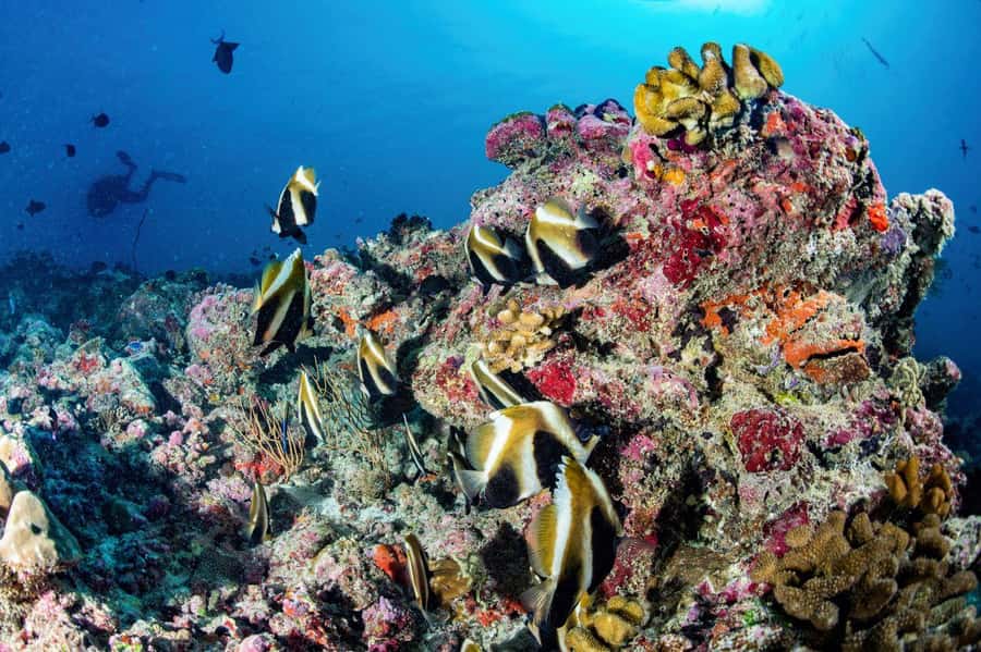 Hurghada: 3 Islands, Dolphins & Snorkel Yacht Trip w/ Lunch - Dolphin watching: what you can hope for, and how the day works if you don’t swim