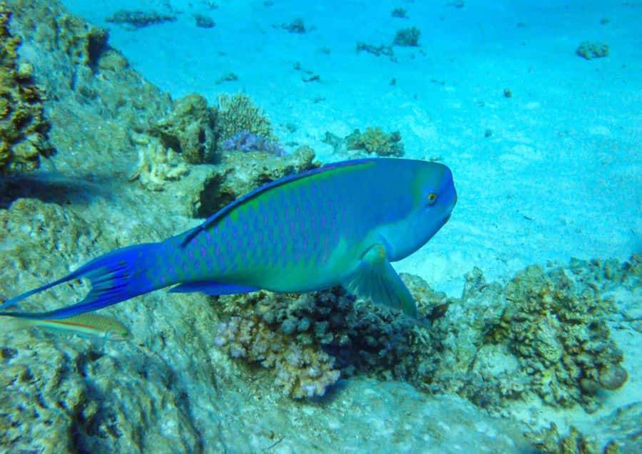 Hurghada: 3 Islands, Dolphins & Snorkel Yacht Trip w/ Lunch - Price and value at around $47 per person