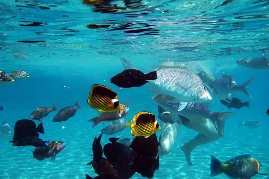 Hurghada: Luxury Private Yacht with Optional Lunch & Drinks - Snorkeling in the Red Sea: what two guide-led stops mean for you