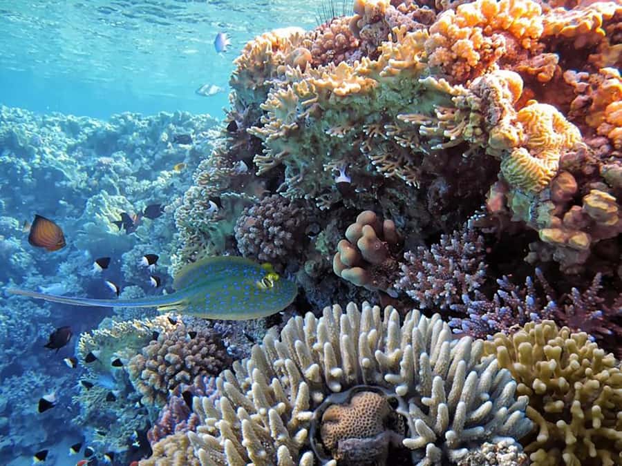 Hurghada: Luxury Private Yacht with Optional Lunch & Drinks - Booking reality check: the small details that affect your day