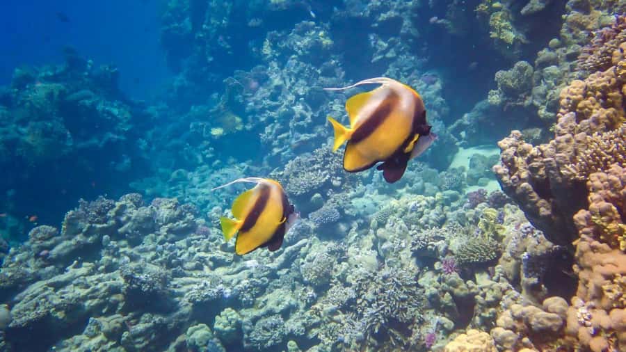 Hurghada: Yacht Trip Dolphin Watching W Lunch & Multi Option - Snorkeling at coral reefs: two stops, four stops, and why options matter