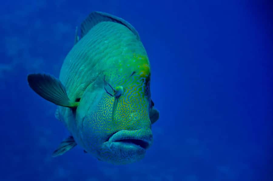 Hurghada: Yacht Trip Dolphin Watching W Lunch & Multi Option - A quick vibe check: what your day feels like