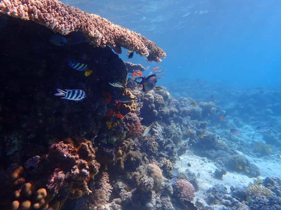 Hurghada: Yacht trip To Magawish island w Snorkeling & Lunch - Key Highlights You’ll Feel Immediately