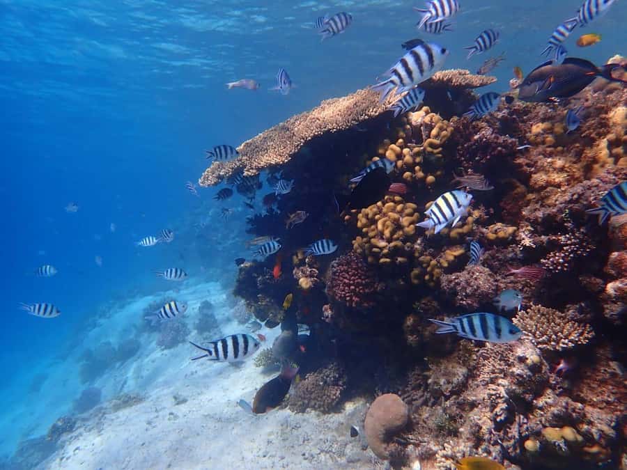 Hurghada: Yacht trip To Magawish island w Snorkeling & Lunch - Why This Magawish Yacht Day Feels Worth Your Time
