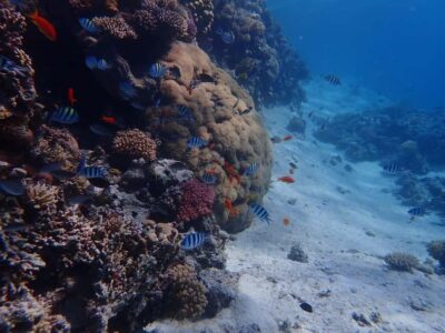 Hurghada: Yacht trip To Magawish island w Snorkeling & Lunch - Getting From Hurghada to the Boat Without Drama