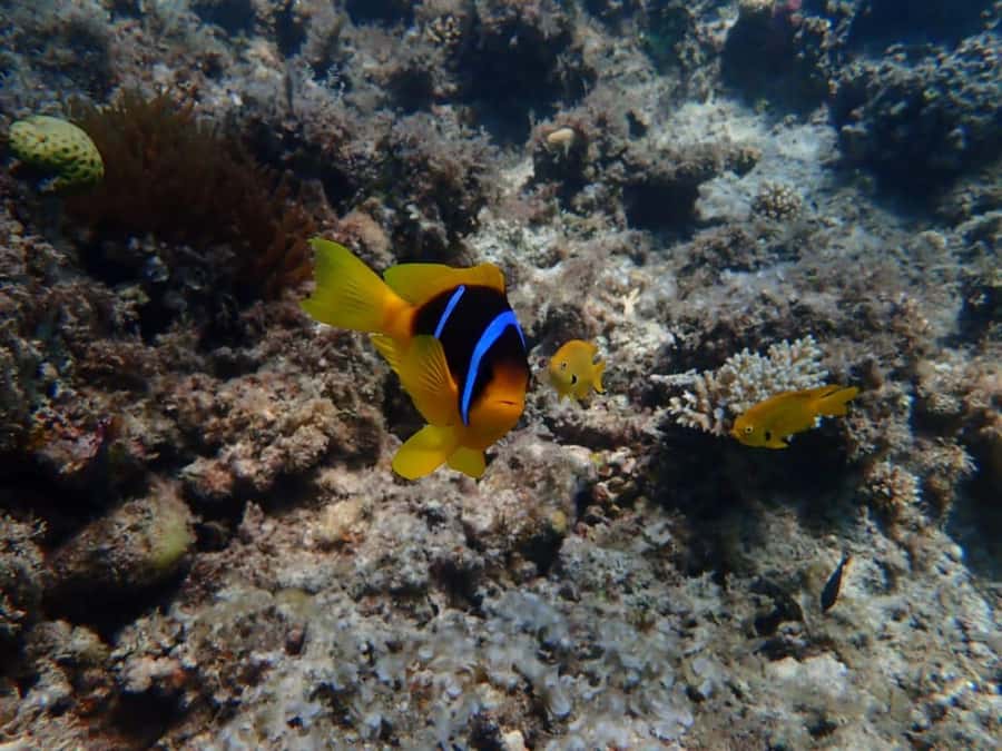 Hurghada: Yacht trip To Magawish island w Snorkeling & Lunch - Two Snorkeling Stops With Real Guide Support