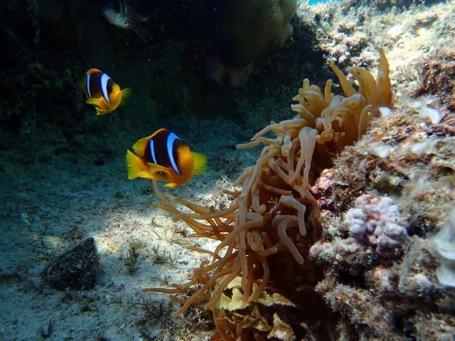 Hurghada: Yacht trip To Magawish island w Snorkeling & Lunch - Magawish Island Break: Relax Time, Swim Options, and On-Island Comfort