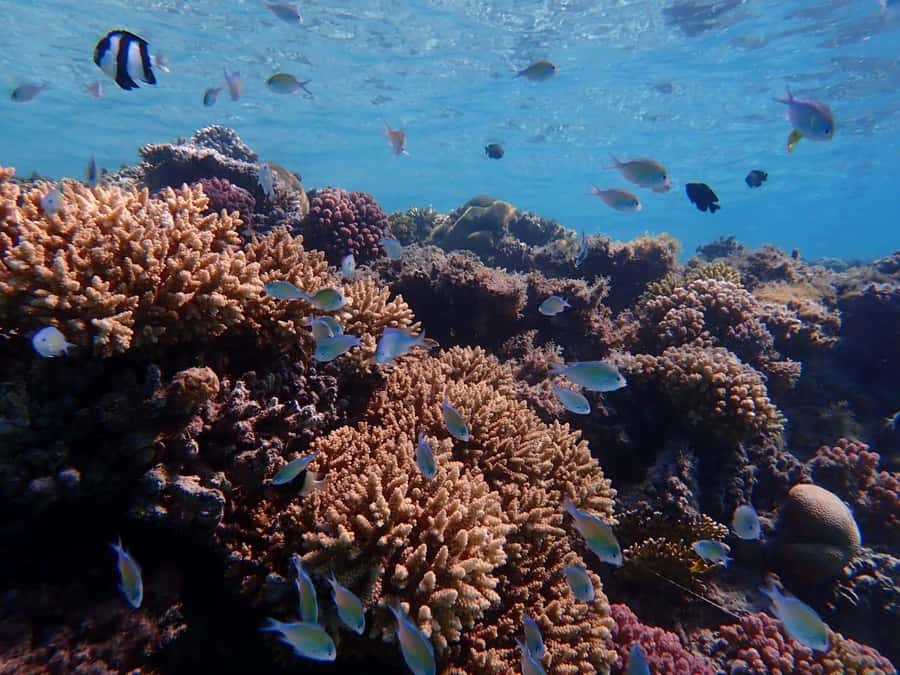 Hurghada: Yacht trip To Magawish island w Snorkeling & Lunch - Lunch on Island and Onboard Extras (So You Don’t Get Hangry)