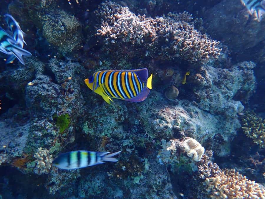 Hurghada: Yacht trip To Magawish island w Snorkeling & Lunch - Price and Value: Why About $41 Can Still Make Sense