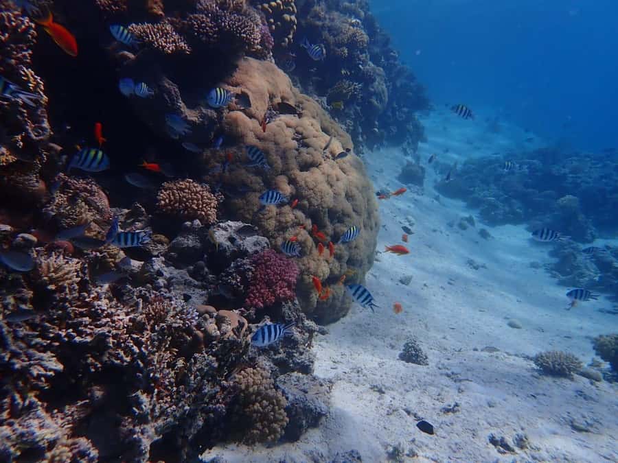 Hurghada: Yacht trip To Magawish island w Snorkeling & Lunch - Getting From Hurghada to the Boat Without Drama