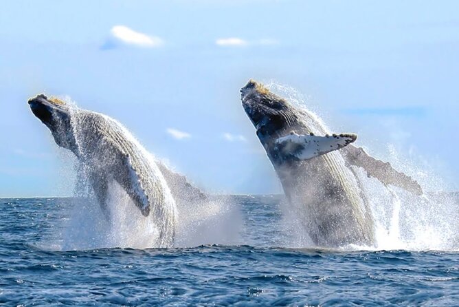 Los Cabos Private Yacht Whale Watching & Drinks - Up to 18 Guests - The Arch stop: where your photos actually come from