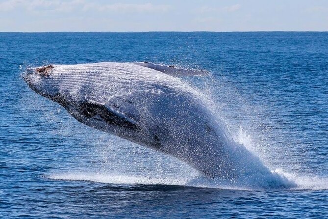 Los Cabos Private Yacht Whale Watching & Drinks - Up to 18 Guests - Snorkeling gear and water toys: the fun part you’ll want to plan for
