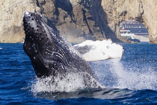 Los Cabos Private Yacht Whale Watching & Drinks - Up to 18 Guests - Drinks on board: simple, included, and best when refilled often
