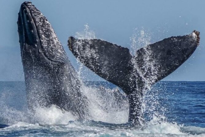 Los Cabos Private Yacht Whale Watching & Drinks - Up to 18 Guests - Comfort and safety: what the best crews do, and what to watch