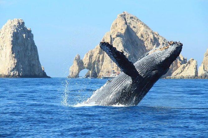 Los Cabos Whale Watching & Snorkel Adventure with Food & Drinks - Private yacht whale watching in Cabo: what you’re really buying