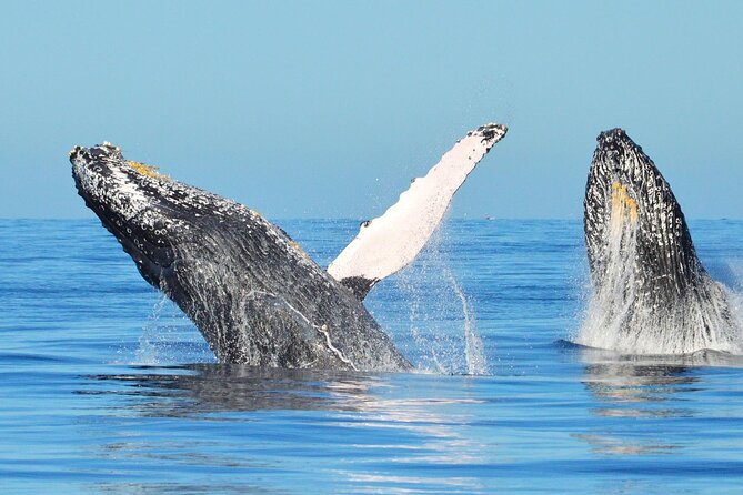 Los Cabos Whale Watching & Snorkel Adventure with Food & Drinks - Lunch, drinks, and the crew touches that make it feel premium
