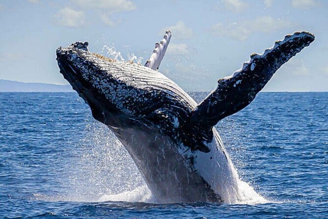 Los Cabos Whale Watching & Snorkel Adventure with Food & Drinks - Getting there, timing, and what to pack for a short 3-hour outing